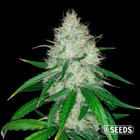 Wedding Cake Auto 100% féminisée en vrac - Grow Barato