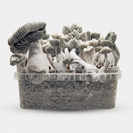 Kit de Champignons magiques Jack Frost