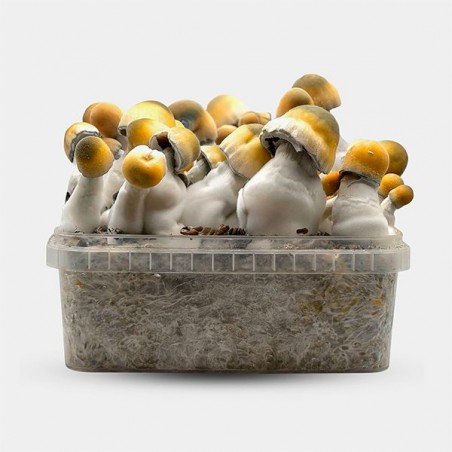 Kit de Culture de Champignons magiques Bluey Vuitton