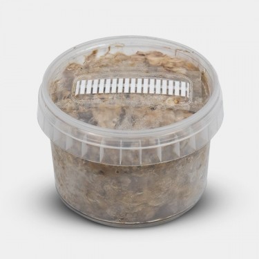 Kit de Culture de Truffes Mexicaines