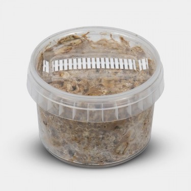 Kit de Culture de Truffes Atlantis