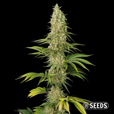 Graines Super Silver Haze - GB The Green Brand