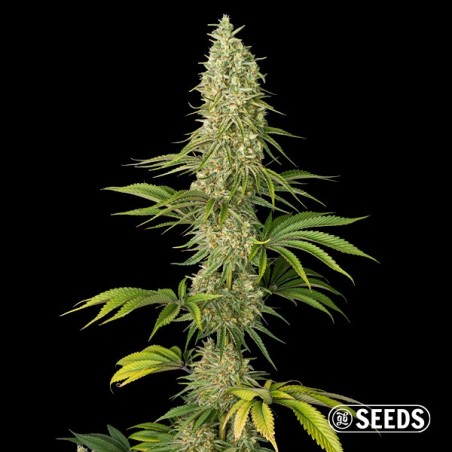 Graines Super Silver Haze - GB The Green Brand