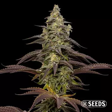 Graines Animal Cookies - GB The Green Brand