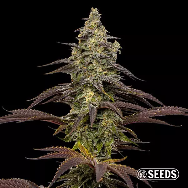 Voir Graines Animal Cookies - GB The Green Brand