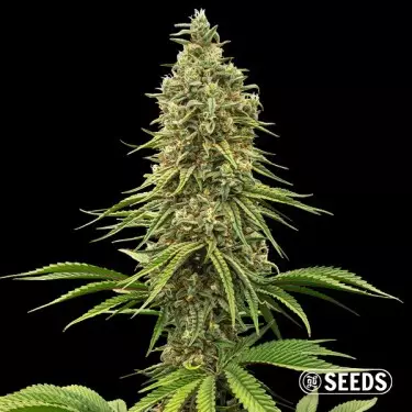 Graines Rainbow Chip - GB The Green Brand