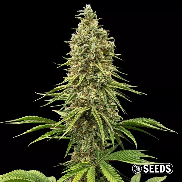 Voir Graines Rainbow Chip - GB The Green Brand