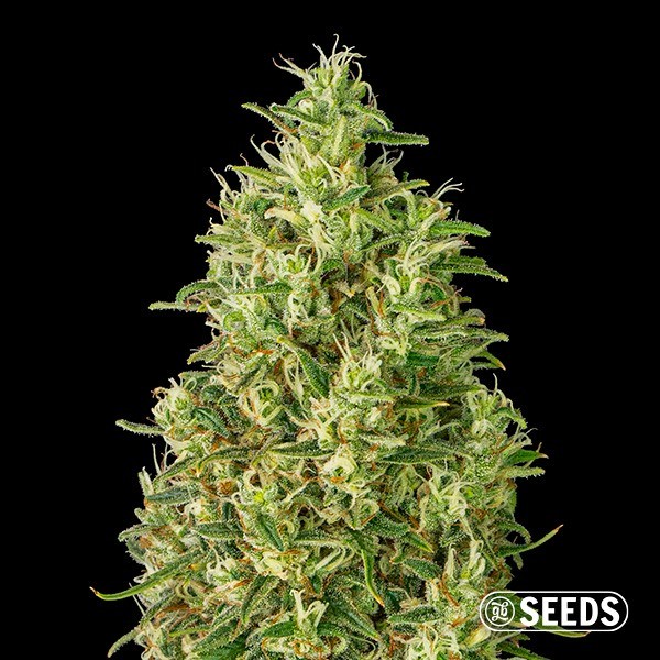 Voir Graines Auto Super Silver Haze - GB The Green Brand