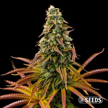 Graines Auto Animal Cookies - GB The Green Brand