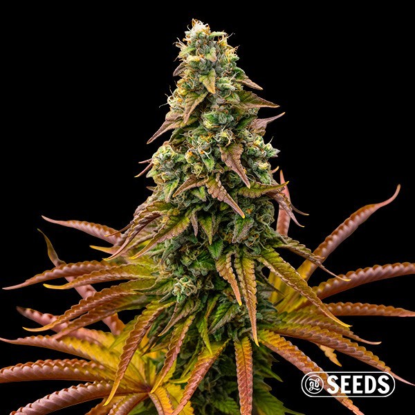 Voir Graines Auto Animal Cookies - GB The Green Brand