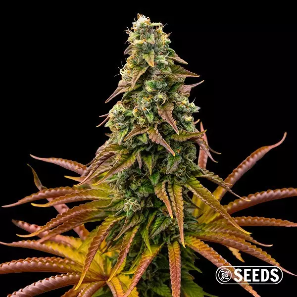 Voir Graines Auto Animal Cookies - GB The Green Brand