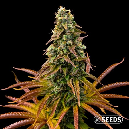 Graines Auto Animal Cookies - GB The Green Brand