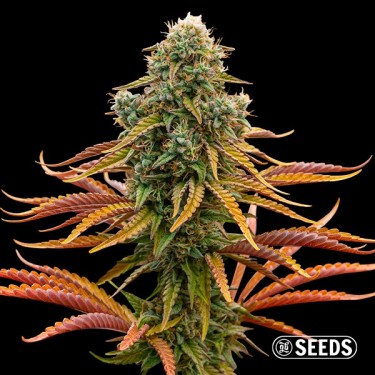 Auto Rainbow Chip Seeds - GB The Green Brand