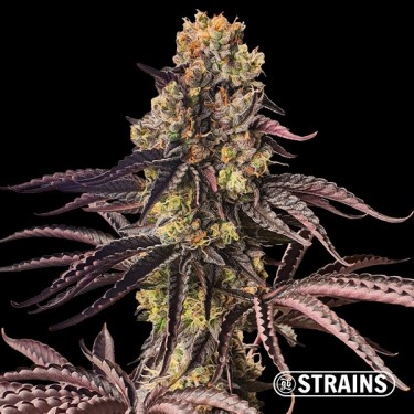 Graines féminisées Spritzer - GB The Green Brand