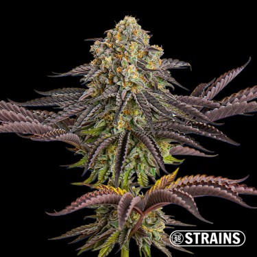 Graines Auto Sangria GB Strains - GB The Green Brand