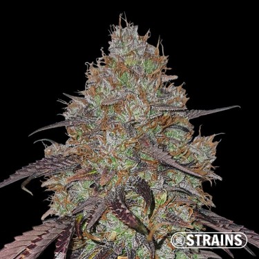 Cereal Milk de GB Strains - GB The Green Brand