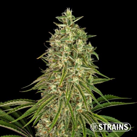 Strawberry Sugar Candy de GB Strains - GB The Green Brand