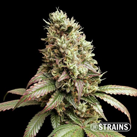 Wedding Poop Régulière de GB Strains - GB The Green Brand