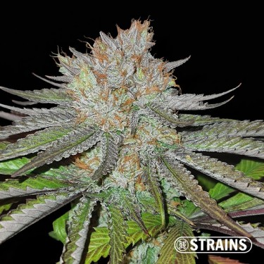 MAC BX1 Graines régulières GB Strains - GB The Green Brand