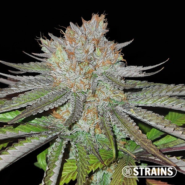 MAC BX1 Graines régulières GB Strains - GB The Green Brand