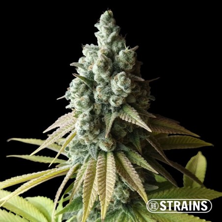 Acheter Chocolookies féminisée de GB Strains - Grow Barato