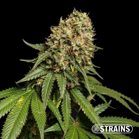 Blue Cheese Ultra Fast CBD de GB Strains - GB The Green Brand