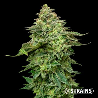 Acheter Strawberry Cake Ultra Fast CBG de GB Strains