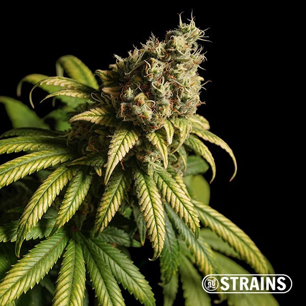Voir Strawberry Cake Ultra Fast CBD GB Strains -  Grow Barato