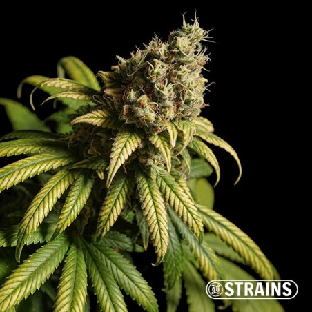 Strawberry Cake Ultra Fast CBD GB Strains -  Grow Barato
