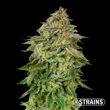 Acheter Strawberry Cake Ultra Fast de GB Strains - Grow Barato