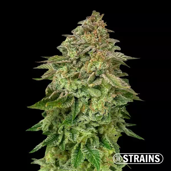 Voir Acheter Strawberry Cake Ultra Fast de GB Strains - Grow Barato