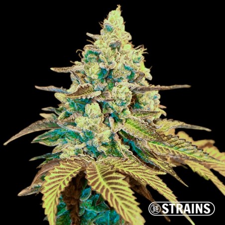 Auto Ice Cream Cake XXL GB Strains Graines - GB The Green Brand