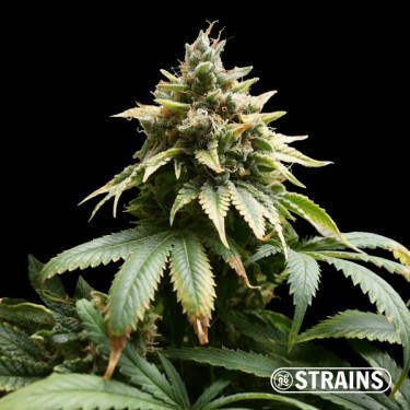 Auto M.A.C. (Miracle Allien Cookies) XXL GB Strains - The Green Brand