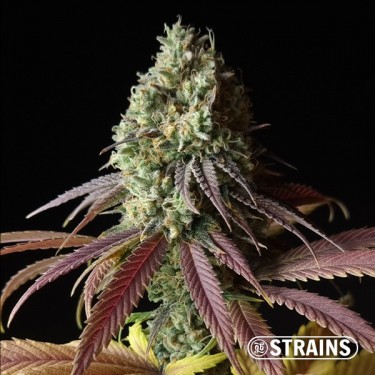 Auto Fruntz XXL graiens pas chères  GH Strains - GB The Green Brand