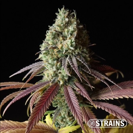 Auto Fruntz XXL graiens pas chères  GH Strains - GB The Green Brand