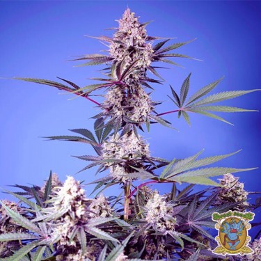 Graines Mental Rainbow F1 Fast Version  - GB The Green Brand