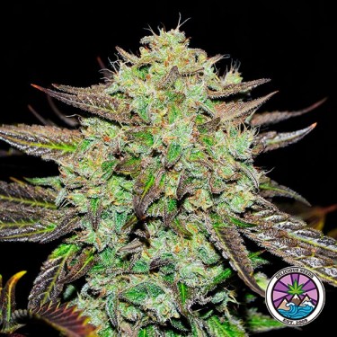 Purple Mango Kush graines féminisées - GB The Green Brand