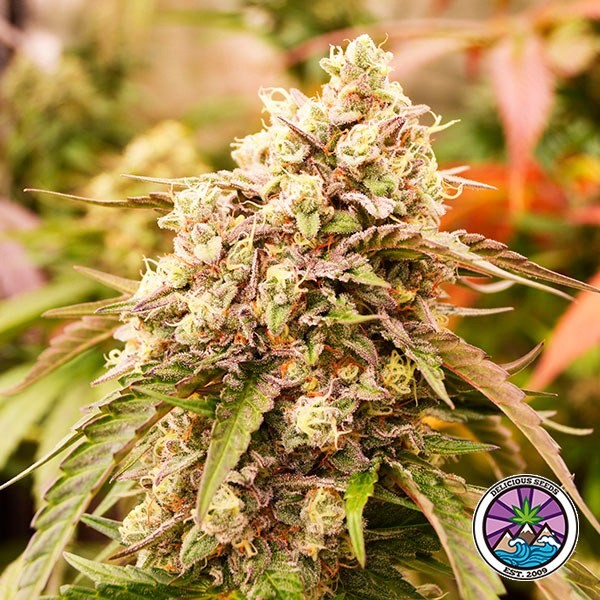 Voir Sunday Punch Early Version