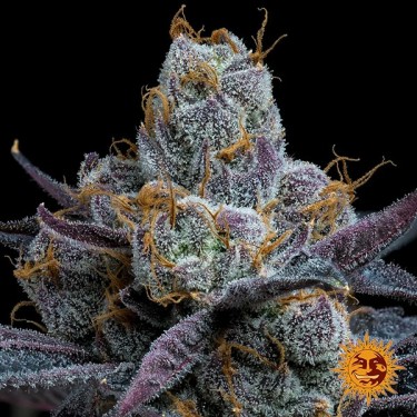 White Runtz de Barney's Farm