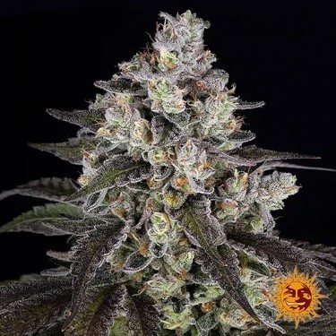 Graine féminisée Trainwreck