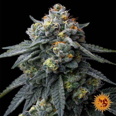 Jealousy de Barney's Farm