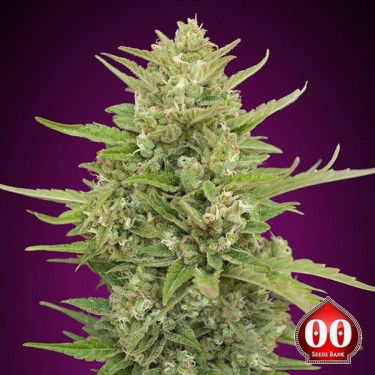 Auto Super Skunk de 00 Seeds - GB The Green Brand