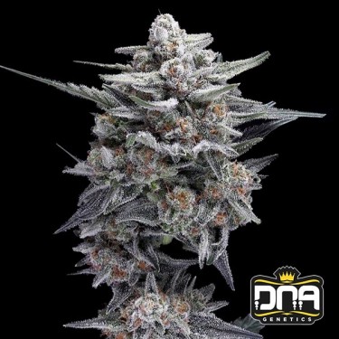 Graine féminisée HG23 AKA Michael Jordan