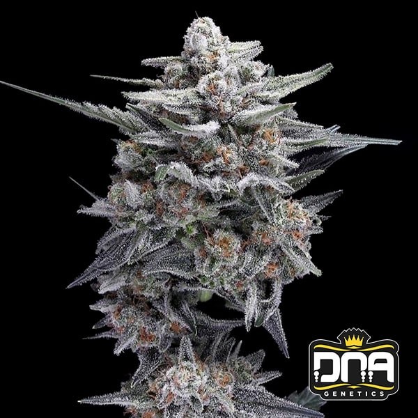 Voir Graine féminisée HG23 AKA Michael Jordan