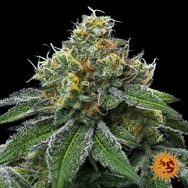 Voir RS11 x Banana OG