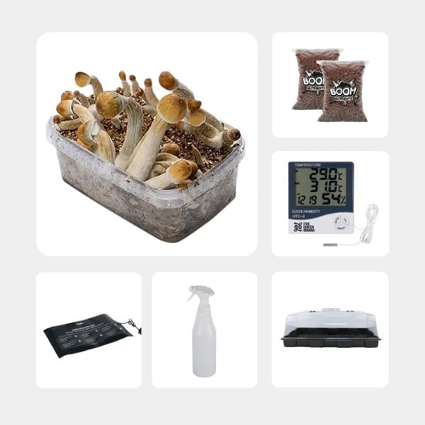 Kit d’autoculture de Champignons Magiques