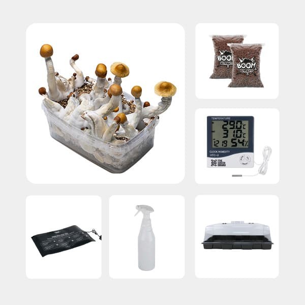 Kit d’autoculture de Champignons Magiques