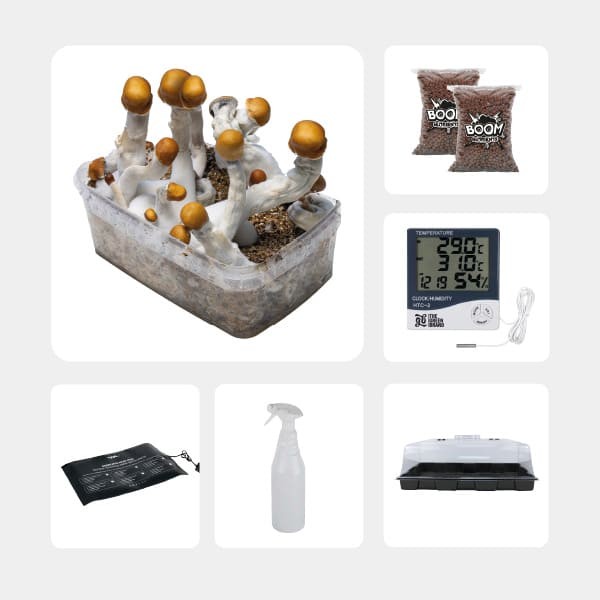 Kit d’autoculture de Champignons Magiques