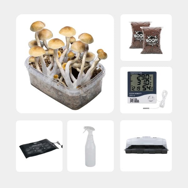 Kit d’autoculture de Champignons Magiques