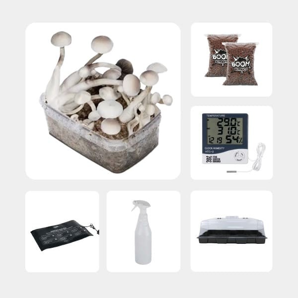 Kit d’autoculture de Champignons Magiques